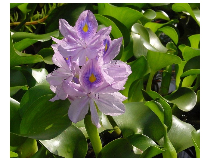 Eceng gondok. Sumber foto: BibitBunga.com