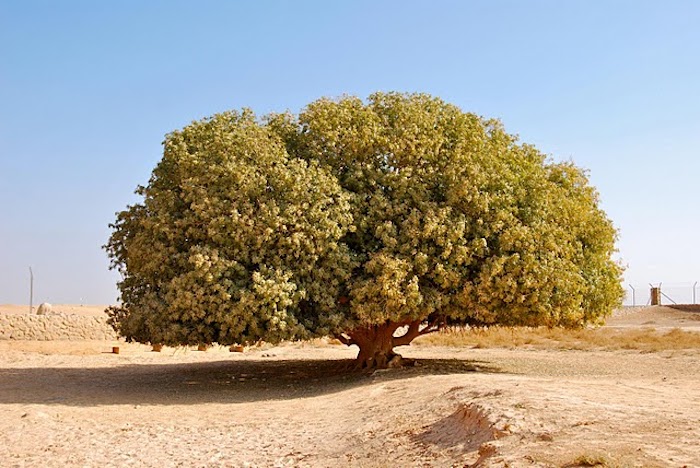 Pohon Sahabi. Sumber foto: Umroh.com