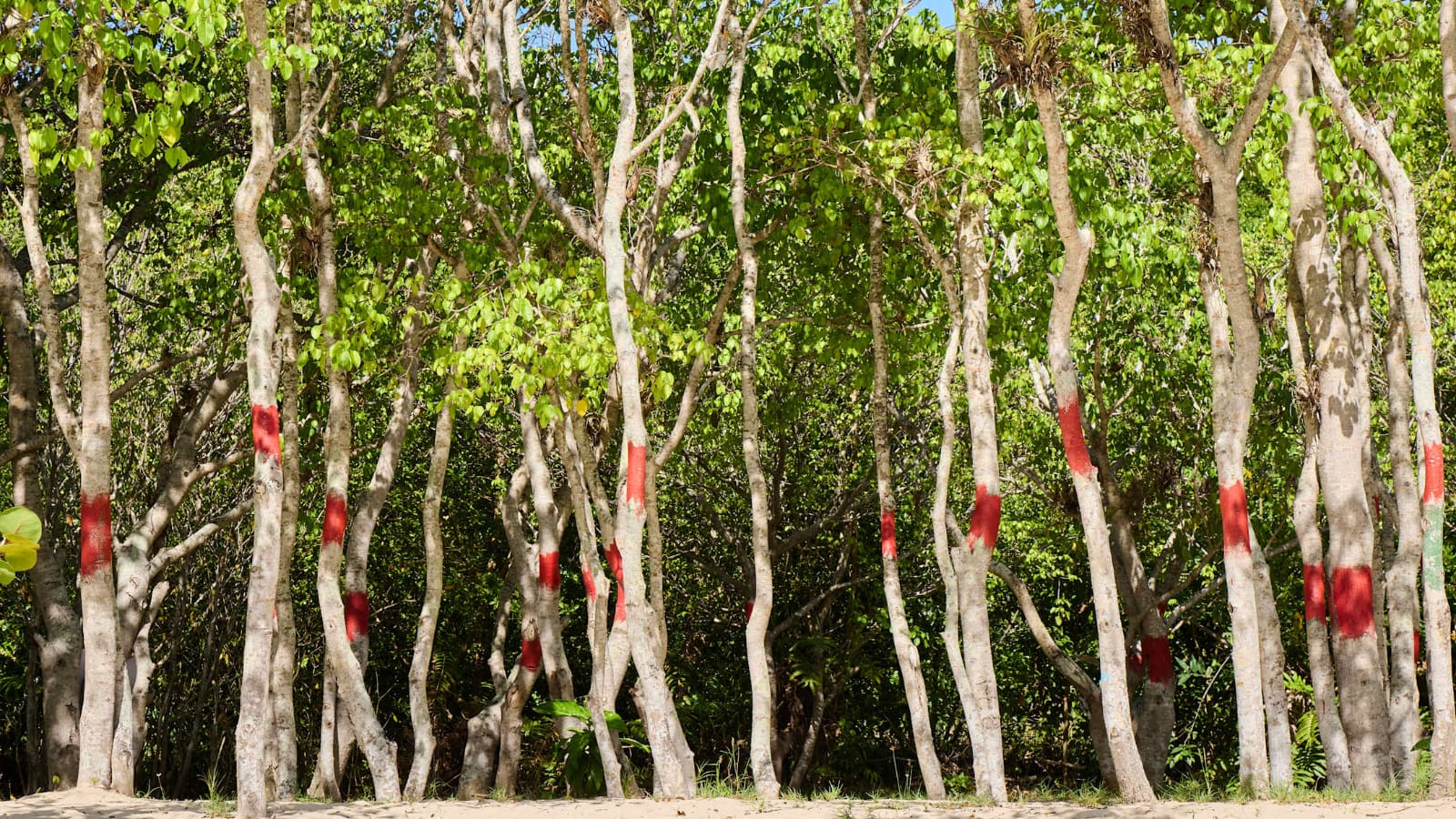 Pohon Manchineel. Sumber foto: Mental Floss