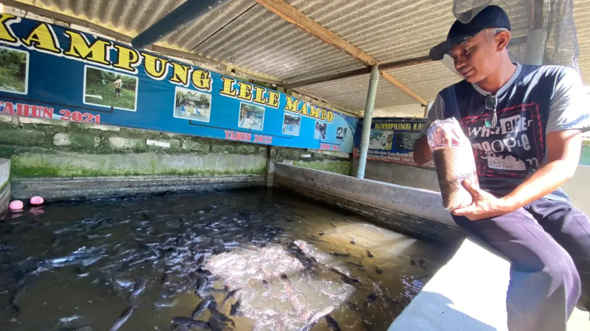 BERNILAI EKONOMI: Pembudi daya memberi pakan lele di Kelurahan Dalpenang, Kecamatan Sampang, Kamis (29/1). AYU LATIFAH/JPRM