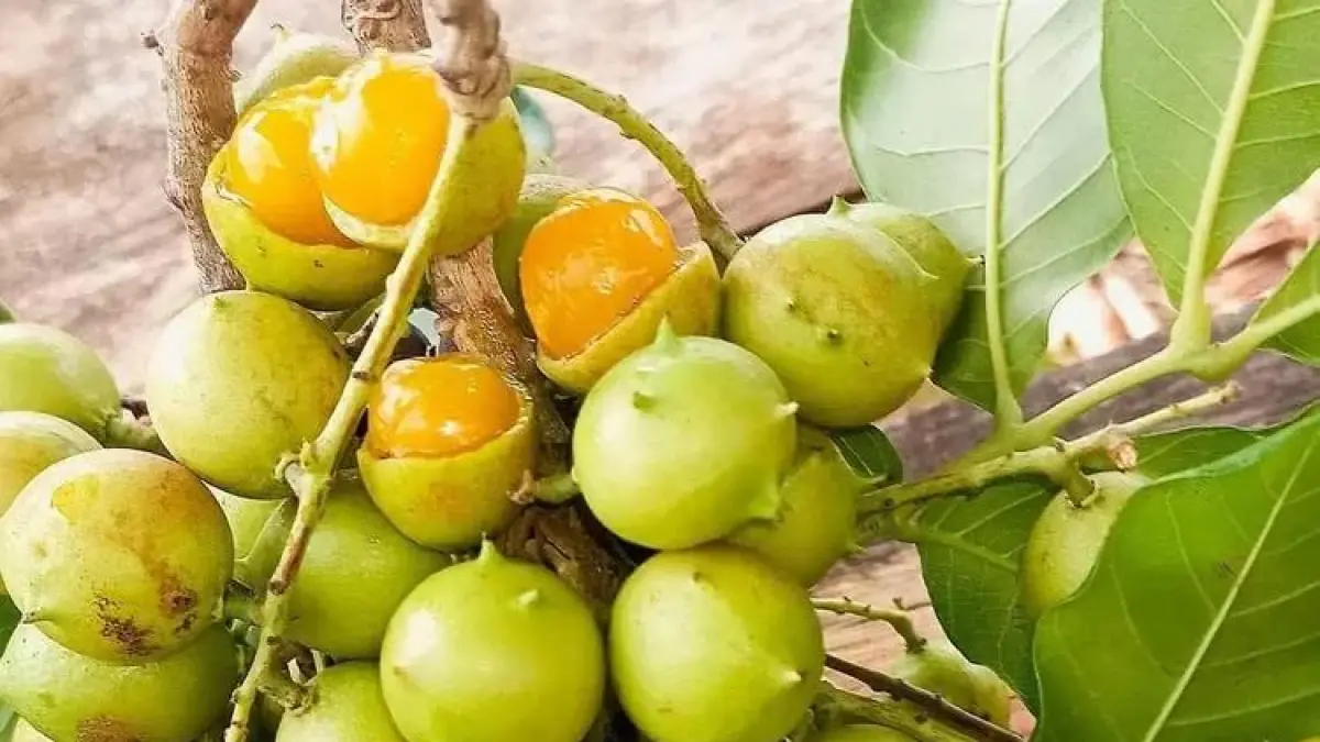 Buah kesambi/kosambhi.