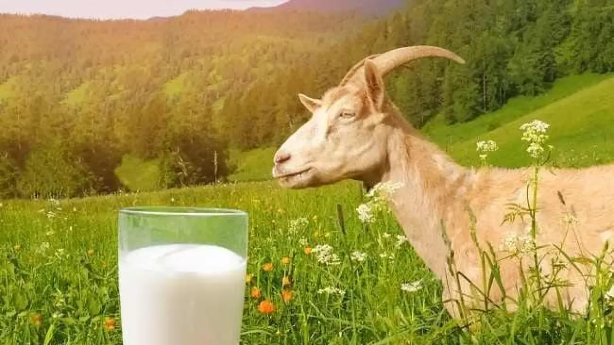 Susu kambing. Sumber Foto: Alodokter