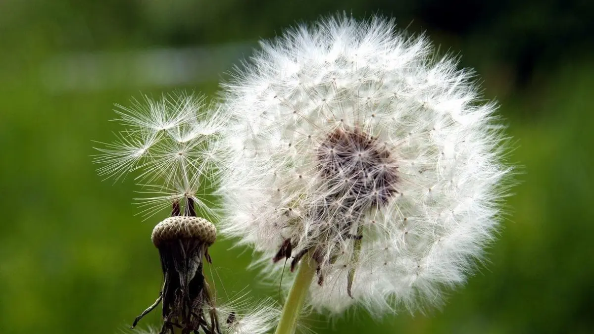 Sumber foto: Gardening Know How