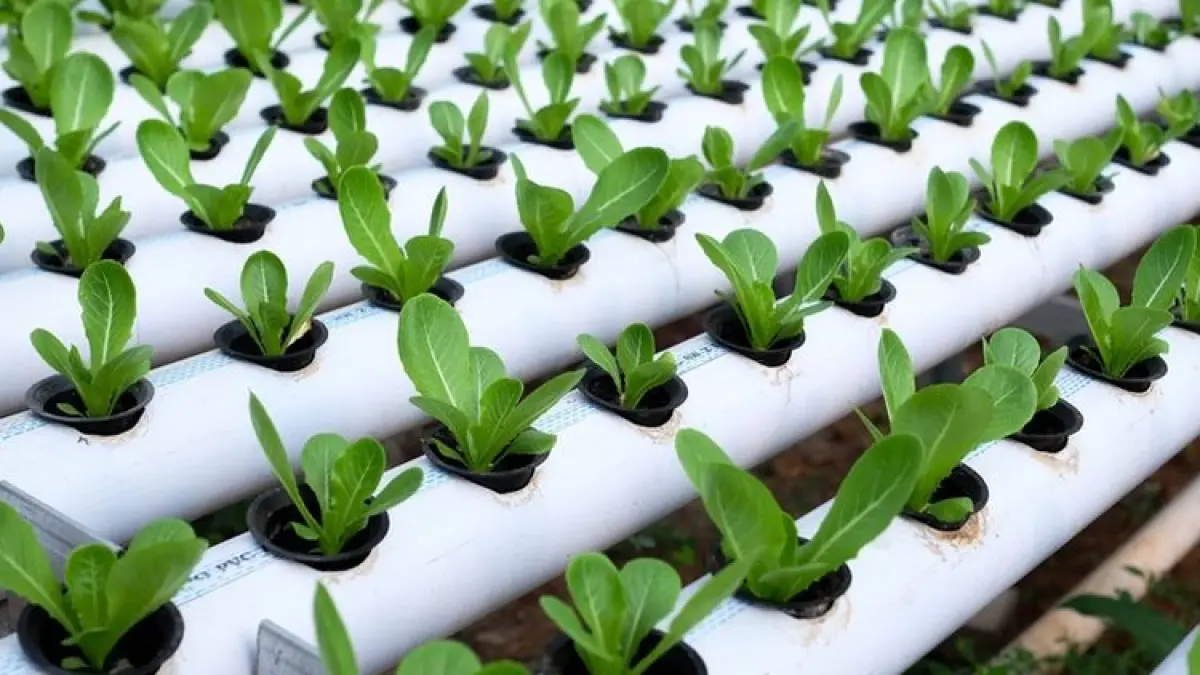 Solusi Lahan Sempit: Mengenal Sistem Hidroponik di Perkotaan