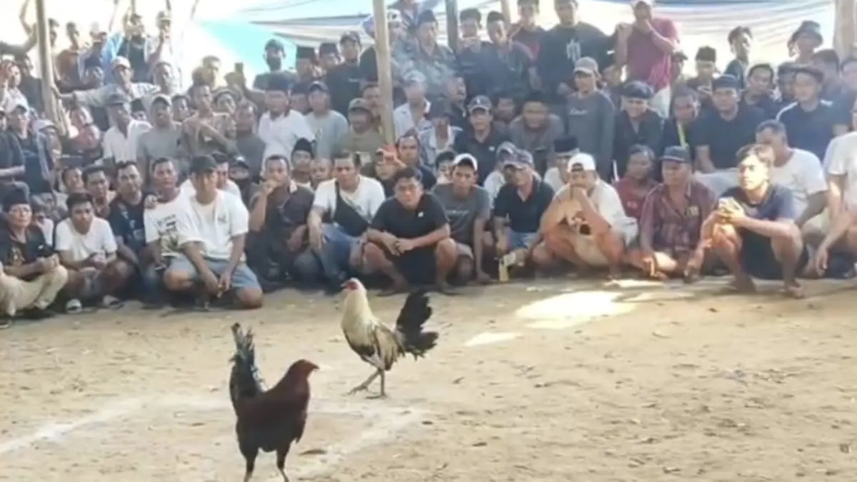 Aktivitas Sabung Ayam di Kokop Bangkalan Diduga Berlangsung, Publik Tunggu Tindakan Polisi