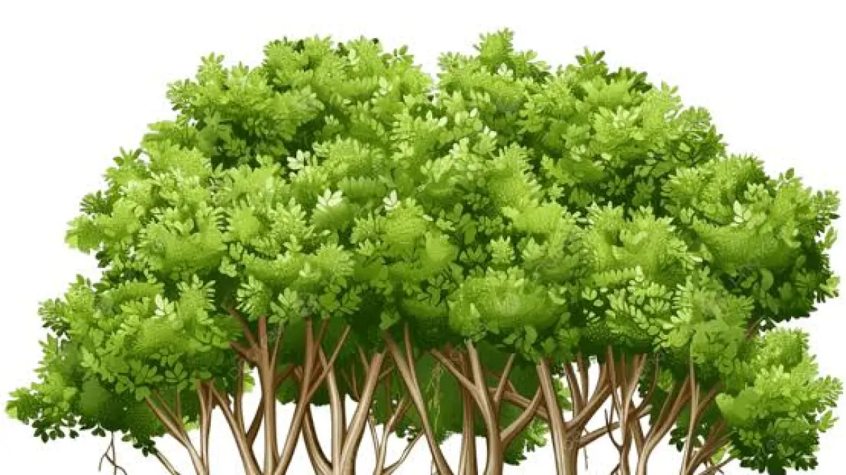 Ilustrasi mangrove. PNGtree