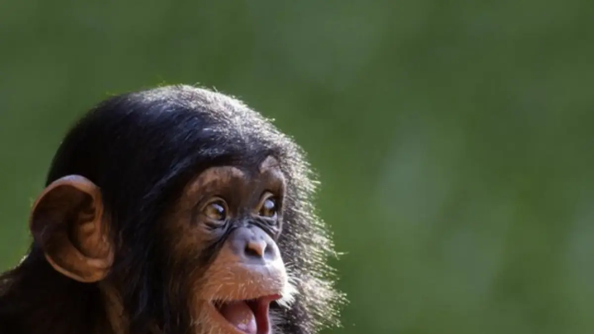 Foto: Ilustrasi simpanse (Getty Images/iStockphoto/curioustiger)