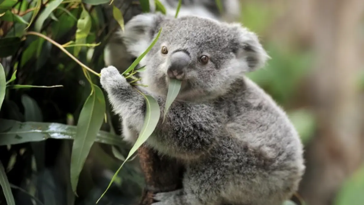 Foto: Ilustrasi koala (Getty Images/iStockphoto/Freder)