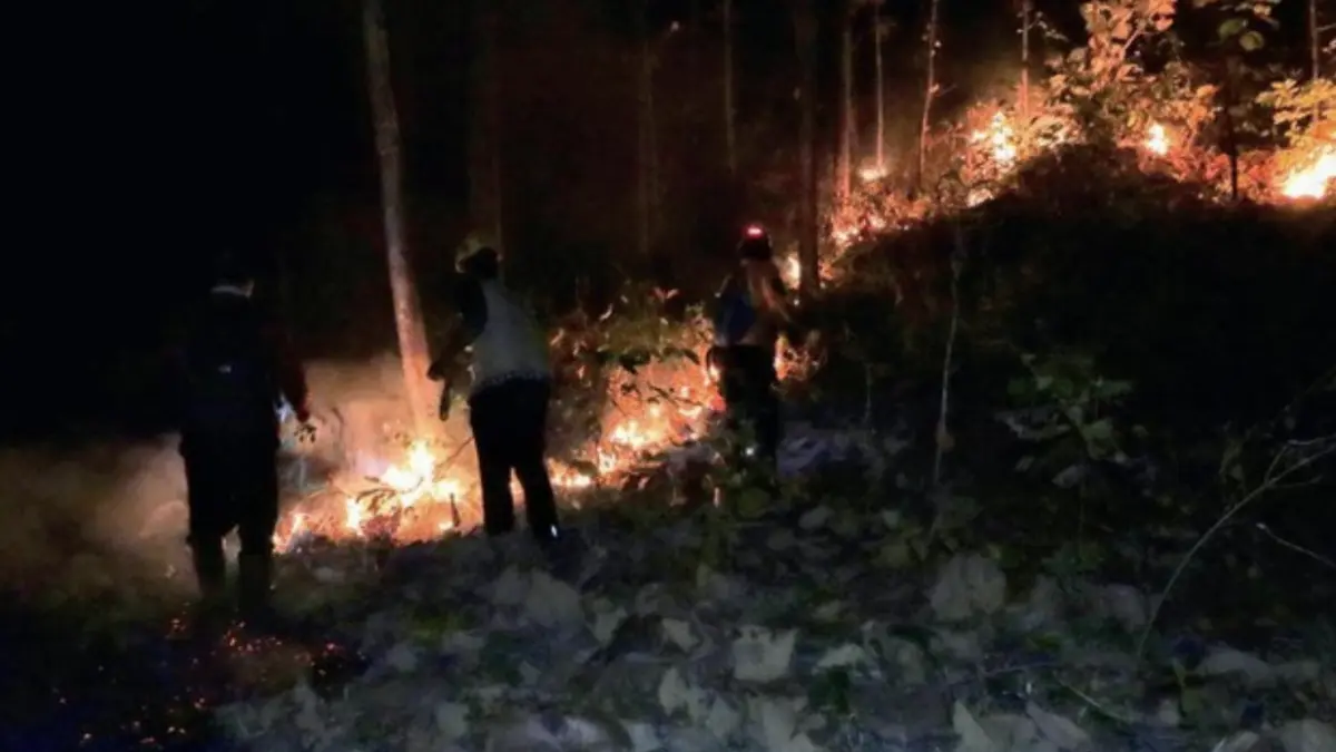 Kebakaran hutan di Slahung Ponorogo (Foto: Charolin Pebrianti/detik)