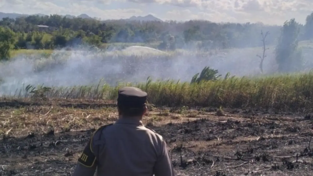 Kebakaran lahan tebu di Tulungagung gegara kotoran manusia (Foto: Istimewa)
