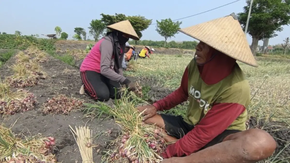 Aktivitas panen raya bawang merah di wilayah Bagor, Nganjuk. (Foto: Bakrie/detik)