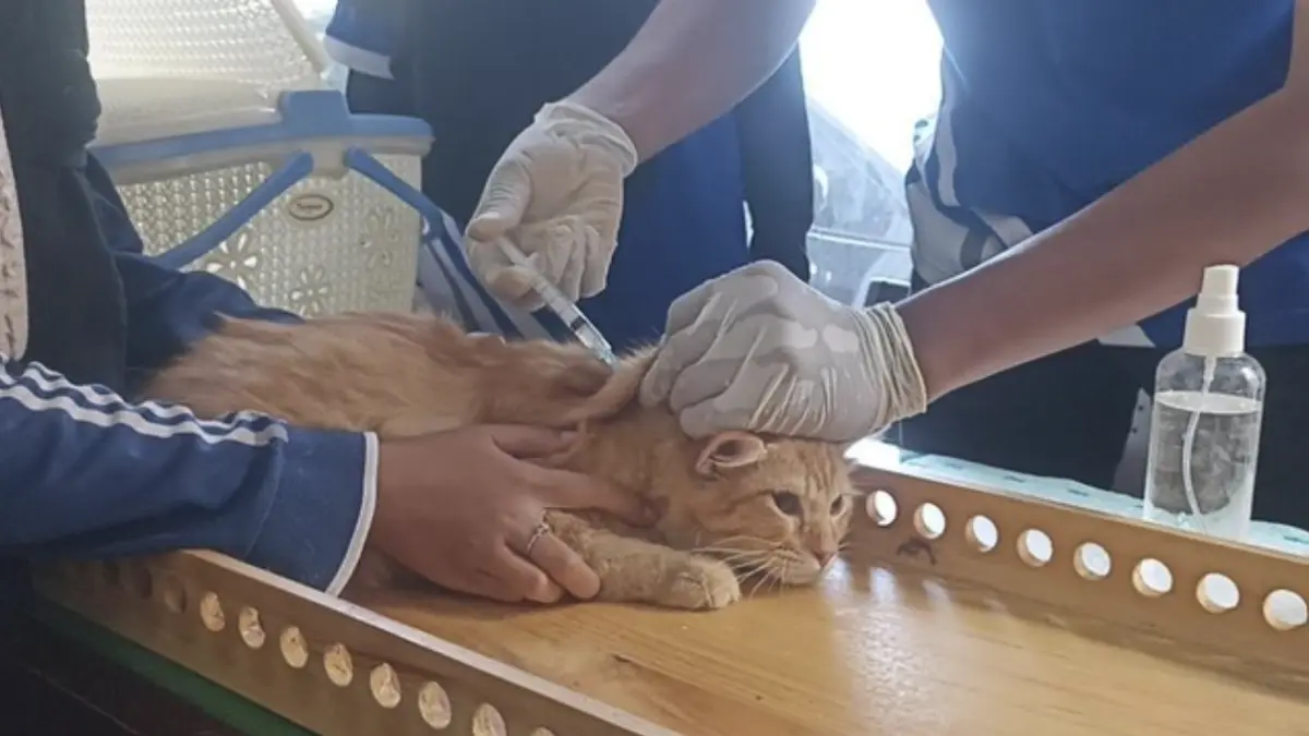 Dinas Peternakan Tulungagung vasksinasi rabies massal (Foto: Adhar Muttaqin/detik)