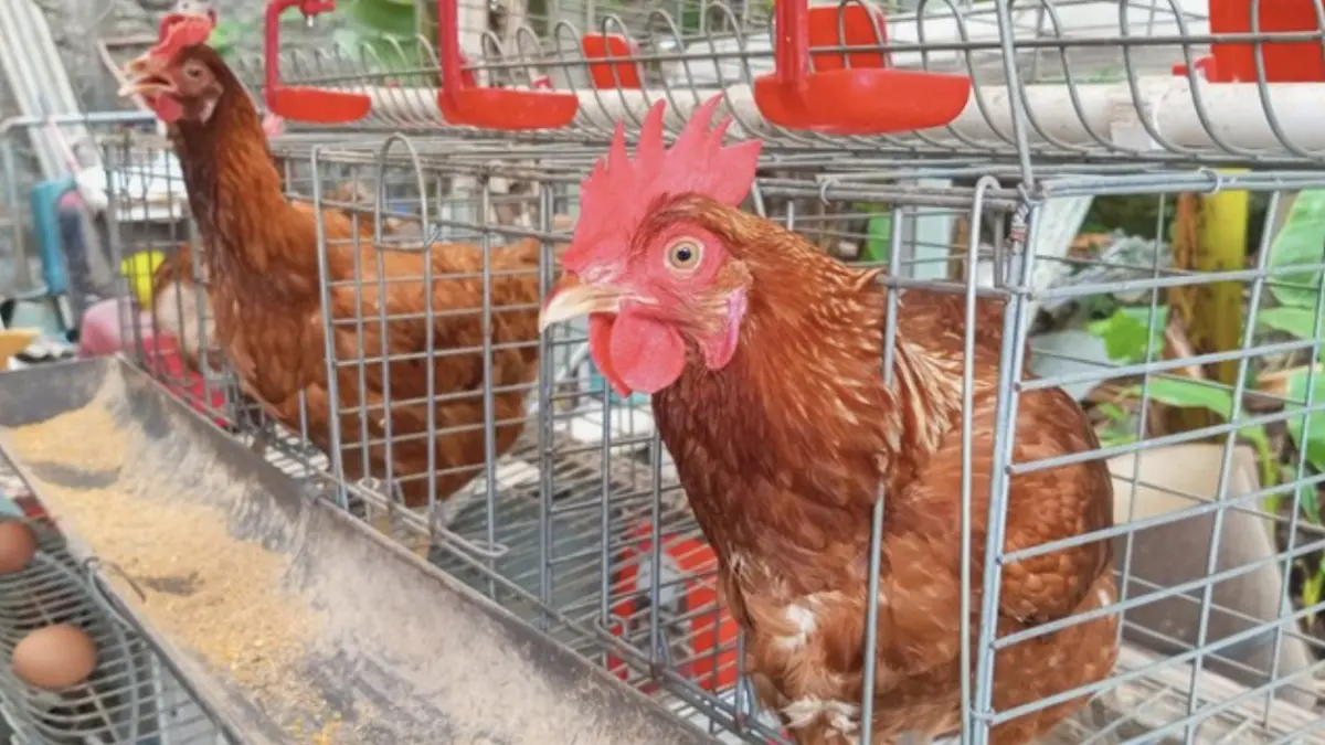 Kandang baterai yakni kandang kotak bersekat untuk memelihara ayam petelur. Foto: Getty Images/Edy waluyo Nugroho