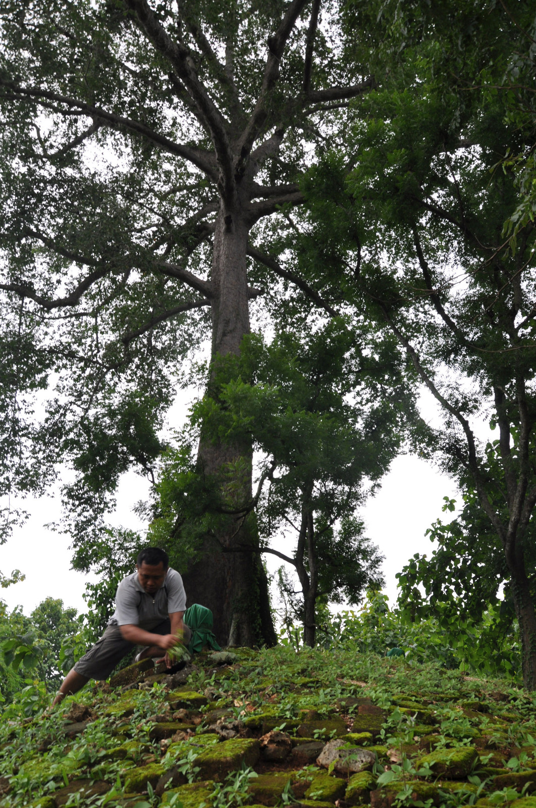 Pusara sepanjang 5m di bawah pohon randu alas yang diyakini makam Gajah Mada.