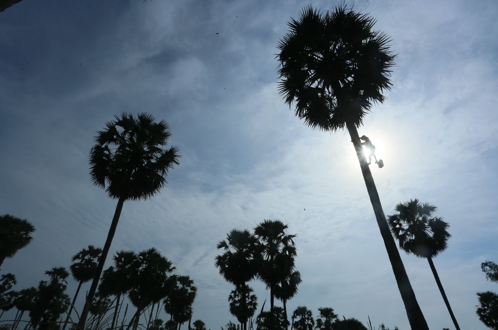 Petani siwalan di Desa Tasikmadu, Kecamatan Palang, Kabupaten Tuban, Jawa Timur menderes pohon siwalan.
