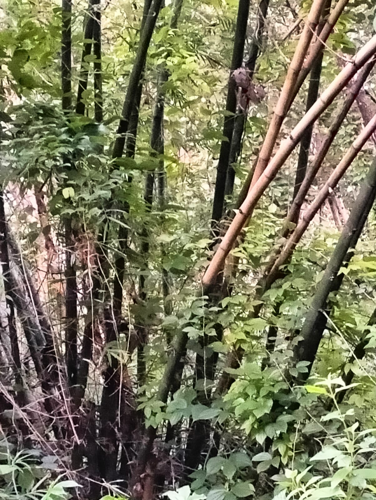 Pohon bambu ori yang tumbuh di area sendang di kompleks makam Sunan Geseng.