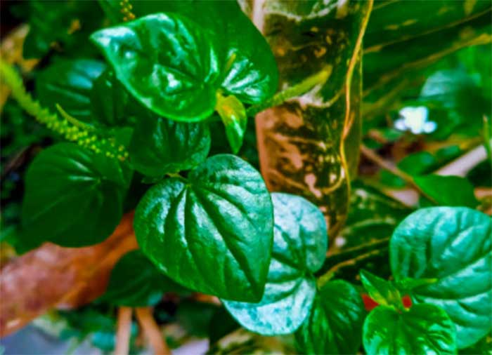 Daun sirih cina yang kaya manfaat untuk kesehatan.