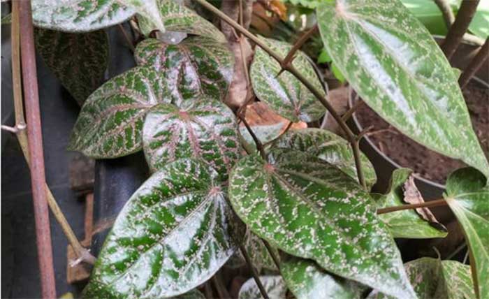 Rebusan daun sirih merah menjadi obat herbal alternatif yang berkhasiat sembuhkan berbagai penyakit.