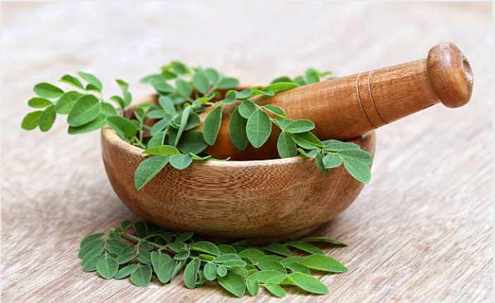 Daun kelor, obat herbal tradisional yang memiliki segudang khasiat bagi kesehatan tubuh.
