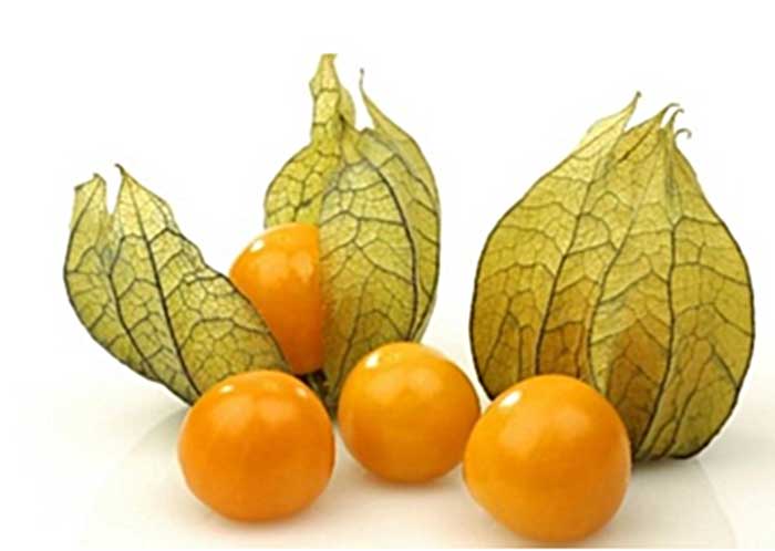 Ciplukan, buah yang memiliki nama latin Physalis Angulata L ini berkhasiat membantu menurunkan berat badan.