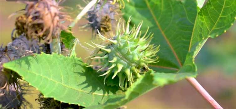 Castor oil adalah bahan alami yang aman dan efektif untuk menjaga kesehatan dan kecantikan mata.