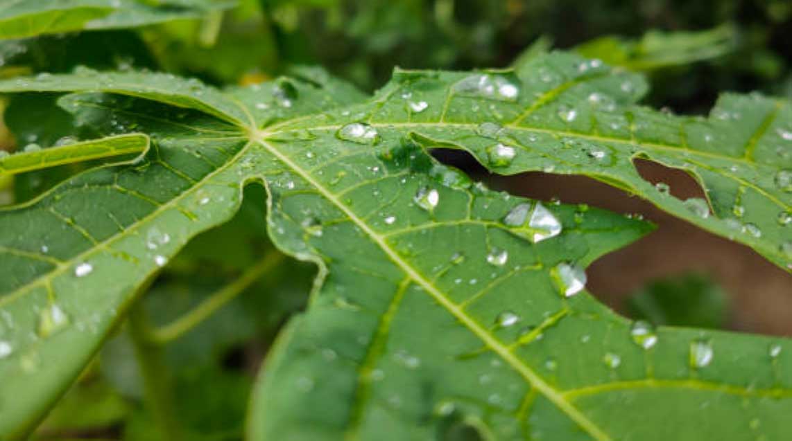 Daun pepaya sering digunakan sebagai obat herbal alternatif untuk mengatasi masalah kesehatan.