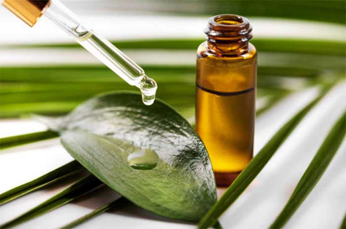 Sebagai obat herbal, minyak kayu putih telah dipercaya sejak lama dapat memberikan berbagai manfaat untuk kesehatan.