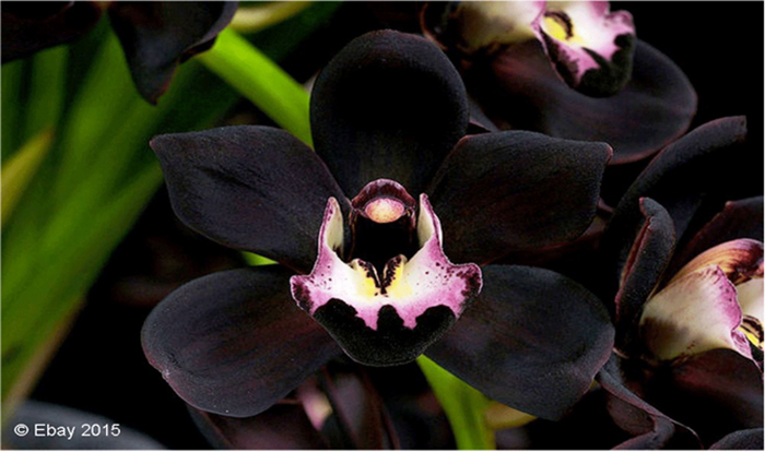 Jenis anggrek hitam yang disebut sebagai angrek hitam Papua.