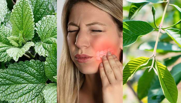 Ramuan herbal dari beberapa jenis daun untuk mengobati sakit gigi cukup efektif, mudah dicari dan dapat menghilangkan rasa nyeri secara alami.