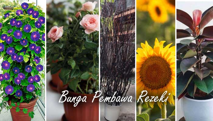 Jenis bunga pembawa rezeki, selain sebagai penghias ruangan.