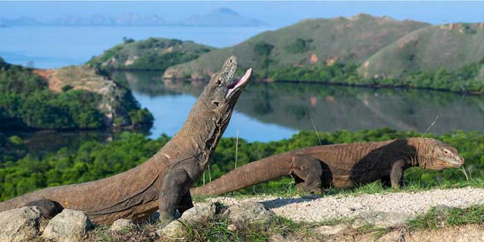 Pulau Komodo