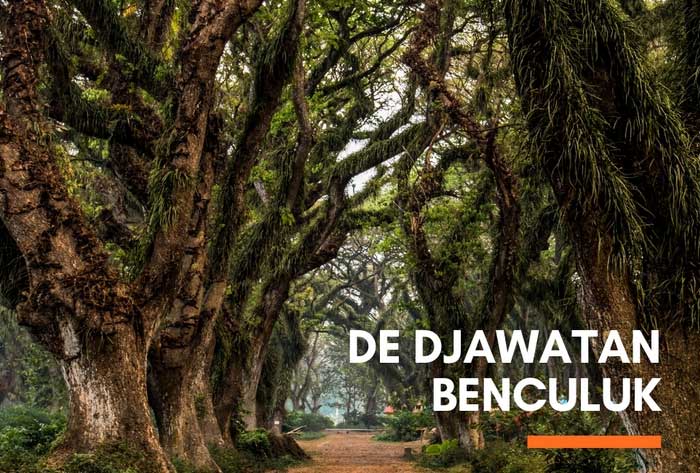 Hutan De Djawatan Banyuwangi.