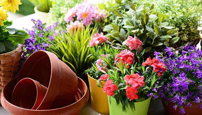 Ada beberapa cara menata bunga di teras rumah agar memperoleh estetika yang maksimal.
