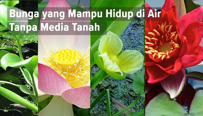 Jenis bunga yang mampu hidup di air dan tanpa media tanah.