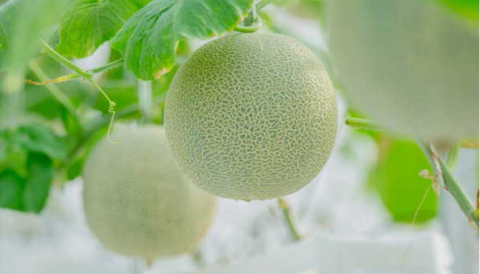 Tuban jadi penghasil melon terbesar di Jawa Timur.