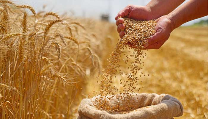 Gandum utuh memiliki banyak manfaat untuk kesehatan.