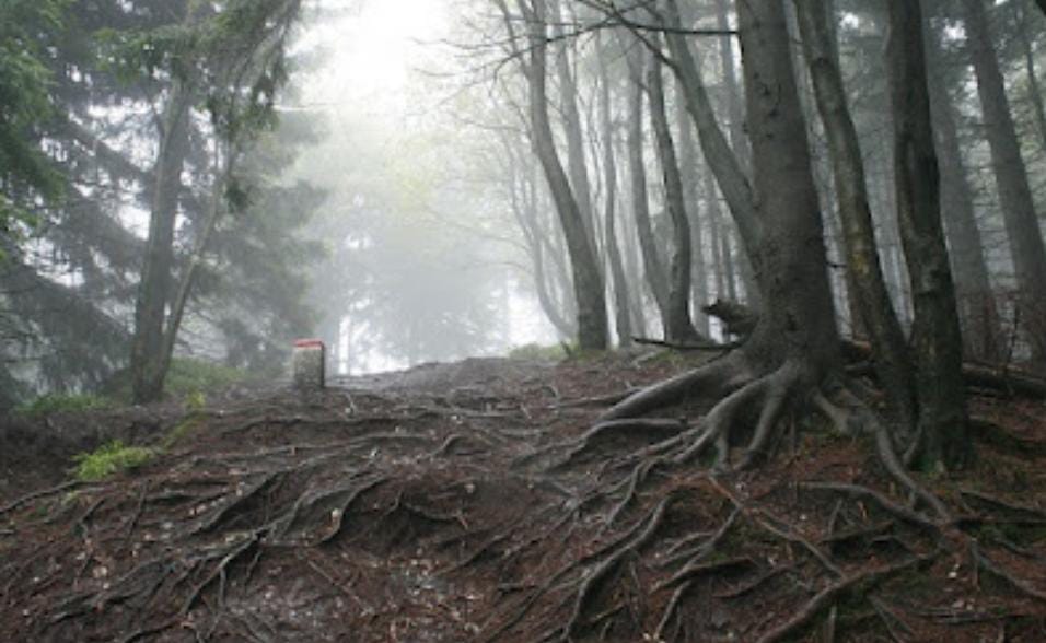 Alas Purwo, salah satu tempat angker di Jawa Timur yang banyak didengar masyarakat.