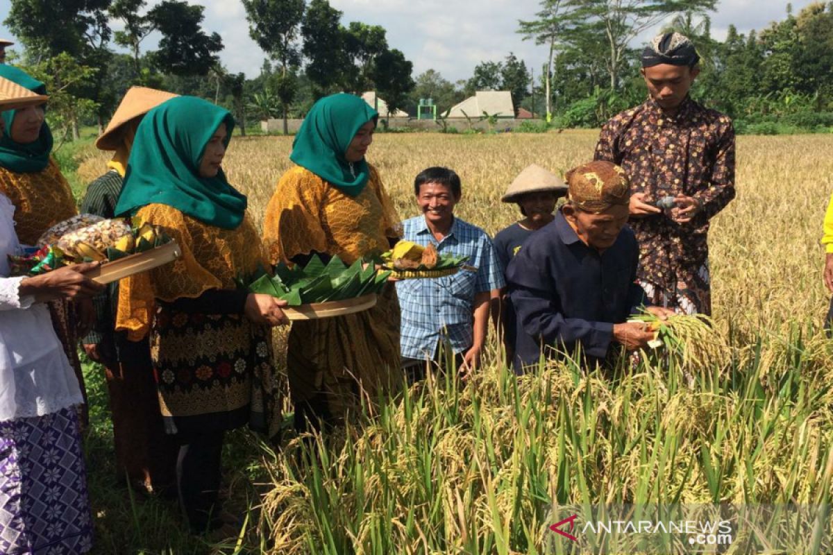 Penampakan tradisi Mojok i Sawah