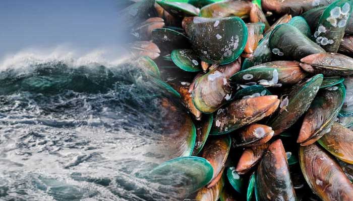 Remis, kerang kecil yang muncul saat musim baratan. Foto adalah ilustrasi.
