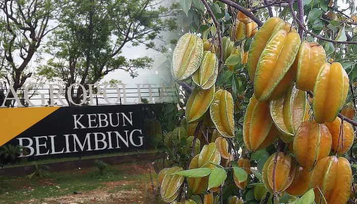 Kebun Belimbing di Desa Tasikmadu, Kecamatan Palang, Kabupaten Tuban.