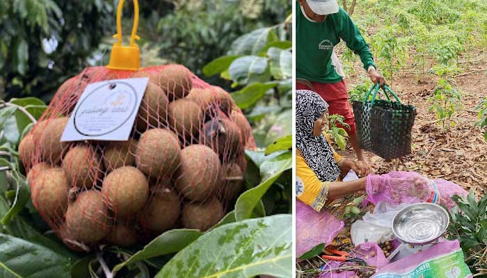 Kebun Kelengkeng Pulungsari Farm di Desa Sugihan, Kecamatan Merakurak, Kabupaten Tuban.