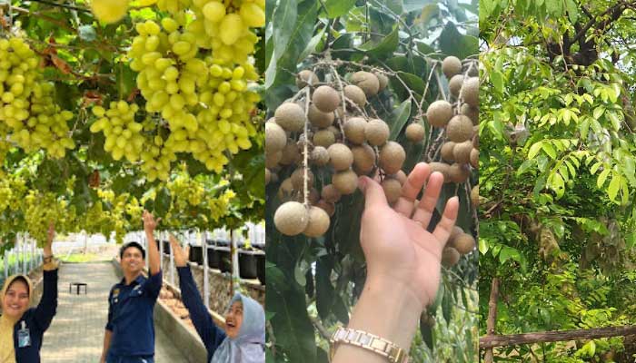 Agrowisata di Tuban: Brion Farm, Pulungsari Farm, dan Kebun Belimbing Tasikmadu, cocok untuk wisata keluarga.
