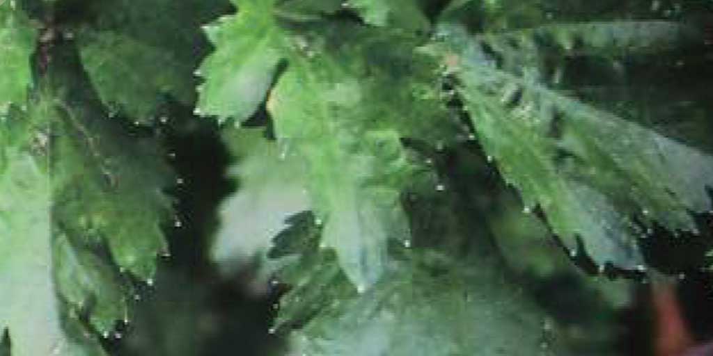 Seledri, tanaman berbau khas yang kaya manfaat, salah satunya menurunkan tekanan darah secara alami.