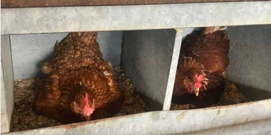 Foto ilustrasi Beternak ayam petelur.
