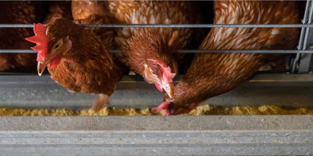 Ada beberapa cara memilih bibit ayam petelur agar mendapat hasil bisnis maksimal, Foto adalah ilustrasi.
