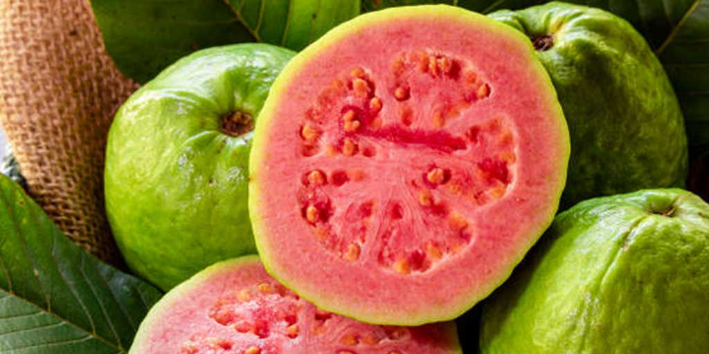 Ada beberapa cara pembuatan resep tradisional jambu biji merah, bermanfaat sebagai obat warisan orang tua dulu.