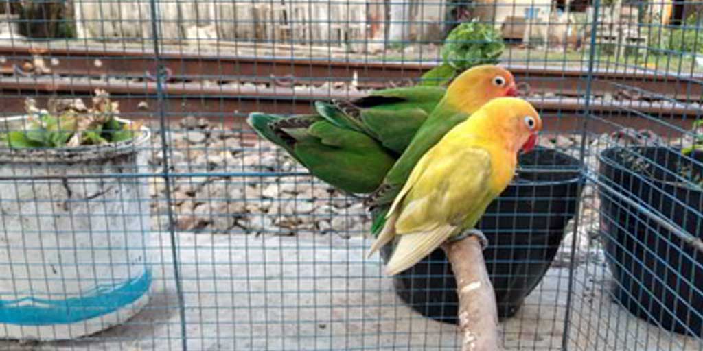 Pastikan memilih indukan lovebird berkualitas super yang tepat agar tidak gagal panen. Foto adalah ilustrasi.