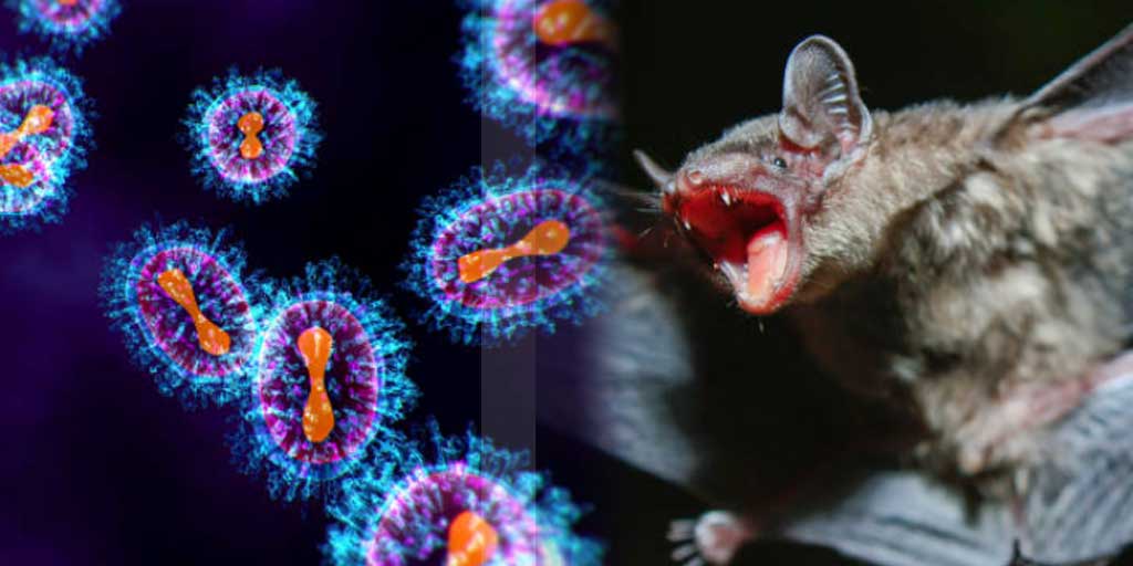 Berkerabat dekat dengan virus mematikan Nipah dan Hendra, dua diantara virus baru dari kelelawar punya tingkat kematian hingga 75 persen. Foto adalah ilustrasi.