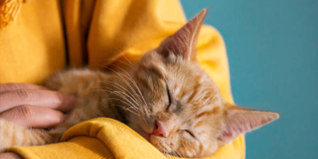 Ada beragam fakta menarik dari kucing, selain kebiasaan tidur lama. Foto adalah ilustrasi.