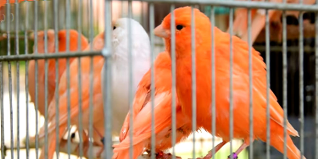 Ternak burung kenari bisa menjadi ladang cuan baru yang menjanjikan. Foto adalah ilustrasi.